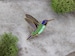 Hummingbird Enamel Pin - Bird Enamel Pin-  enamel lapel pin 