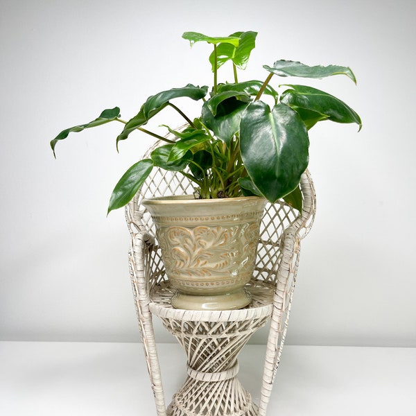 Vintage witte pauw stoel plantenbak | Vintage rieten plantenbak | Plantenhouder voor binnen