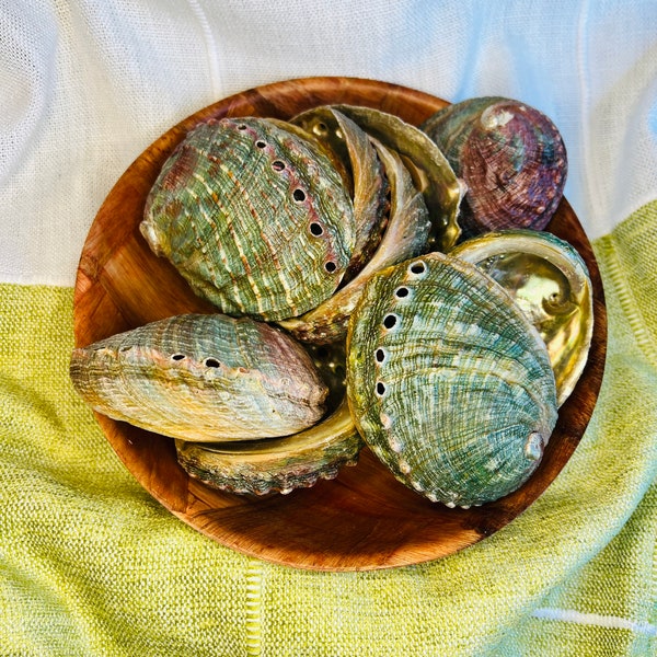 4.2-3” Natural Abalone Shells • Great for smudging • Natural Shells • Incense Burner