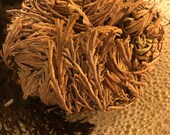 Rose of Jericho Plant