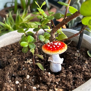 May include: A red and white mushroom figurine with white spots sits in a pot of soil with a green succulent plant.