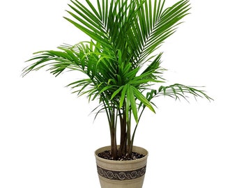 Majesty Palm Tree Plant with Pot and Soil - Lightweight Resin Planter - Home Planter Kit - House Plants Indoor - Gardening Kit