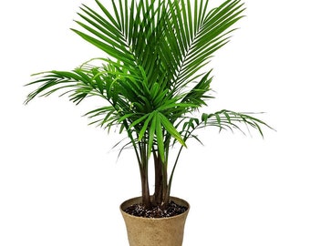Majesty Palm Tree Plant with Pot - Lightweight Resin Planter and Plant included - Home Decoration - House Plants Large - Garden Decoration