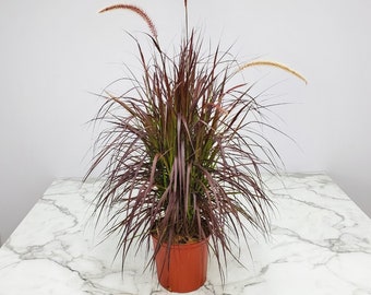 Red Fountain Grass Plant - Live Tropical Grass Foliage - Overall Height 36" to 42" - Tropical Plants