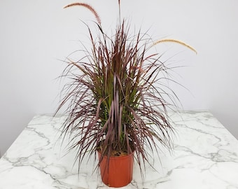 Red Fountain Grass Plant - Live Tropical Grass Foliage - Overall Height 36" to 42" - Tropical Plants