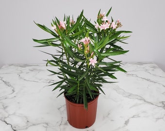 Oleander Bush Petite Pink  - Large Flowering Plant Live - Overall Height 24" to 28" - Tropical Plants of Florida