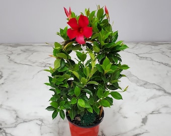 Live Red Dipladenia Plant Trellis - Tropical Flowering Plant - 18 inch Hoop, 18 inch to 20 inch Plant Height - 1 Gallon