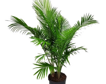 Majesty Palm Tree Plant - Overall Height 55" to 65" - Live Indoor Tree - Tropical Plants of Florida