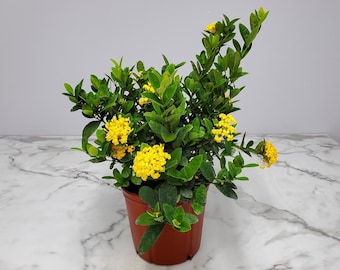 Ixora Live Plant - Yellow Flower Bush - Live Houseplants - Rare Plants - Tropical Plants Live - Overall Height 22" to 28"