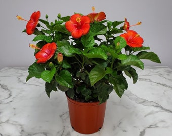 Hibiscus Plant Red Flower Bush - Live Tropical Plant - Overall Height 24" to 28" - Tropical Plants of Florida