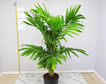 Christmas Palm Tree - Adonidia Palm Tree Plant - Overall Height 62" to 70" - Live Plants Outdoor - Tropical Plants