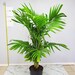 see more listings in the Palm Trees section