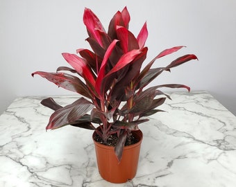 Cordyline Plant - Hawaiian Ti Red Sister - Foliage Plants - Easy Care Plants - Outdoor Plants - Overall Height 36" to 44"