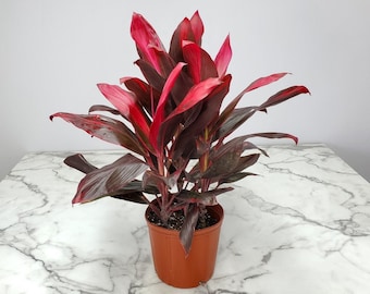 Cordyline Plant - Hawaiian Ti Red Sister - Foliage Plants - Easy Care Plants - Outdoor Plants - Overall Height 26" to 32"