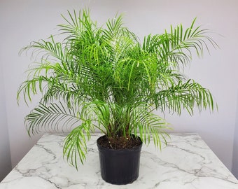 Roebelenii Palm Tree Plant Live - Overall Height 30" to 36" - 7 Gallon Pot - Tropical Plants of Florida - Pygmy Date Palm Tree