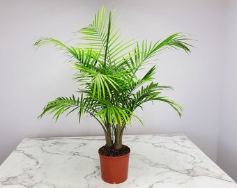 Majesty Palm Tree Plant - Overall Height 34" to 38" - Live Plants Outdoor - Tropical Plants of Florida