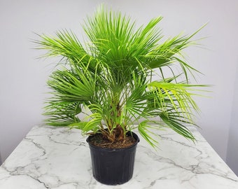 European Fan Palm Tree - Live Tree - Overall Height 36" to 44" - 7 Gallon Pot - Tropical Plants of Florida