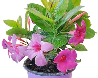 Bluephoria Dipladenia Live Plant, Violet Purple Flowering Tropical Bush, 1 Gallon Patio Plant, Rare Color, Outdoor Container Plant