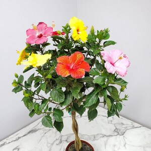 Live Hibiscus Tree Braided Mix (2 Colors) - Overall Height 44" to 48" - Tropical Plants of Florida