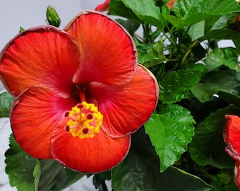 Flowering Plants Outdoor - Hibiscus Plant Live - Red - Garden Plants - Large Plants Live - Overall Height 24" to 28"
