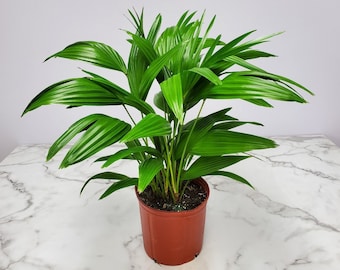 Chinese Fan Palm Tree Plant - Overall Height 30" to 32" - Live Plants - Tropical Plants of Florida