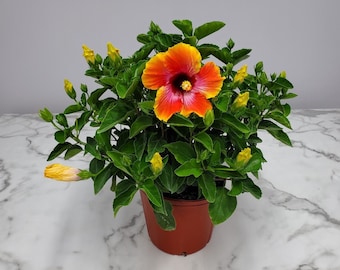 Live Hibiscus Plant Bush Fiesta - Flowering Bush - Outdoor Plants - House Plants - Overall Height 22" to 26" - Tropical Plants