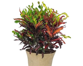 Croton Mammy Plant with Pot and Soil - Live Patio Plant - Overall Height 24" to 28" - Tropical Foliage Plant Kit
