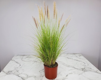 Fountain Grass - Live Plants Large - White - Outdoor Plants - Gardening Plants - Easy Care Plants - Overall Height 36" to 42"