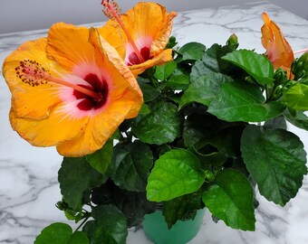 Live Yoder Dwarf Orange Hibiscus Plant Bush - Hibiscus Plants Live - 10" to 12" Overall Height - 1 Gallon - Tropical Plants of Florida