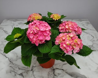 Pink Hydrangea Plant - Live Plant - Flowering Bush - Mother's Day Plant - 20" to 24" Overall Height - Tropical Plants of Florida