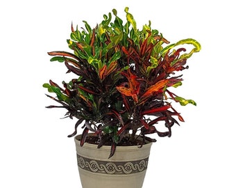 Croton Mammy Plant with Pot - Live Plant - Overall Height 24" to 28" - Tropical Foliage Plant Kit - Tropical Plants