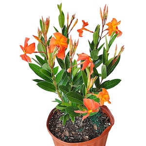 May include: A potted plant with vibrant orange flowers and lush green leaves. The flowers have a star-like shape and are in full bloom. The plant is in a brown plastic pot, perfect for home or garden decor.