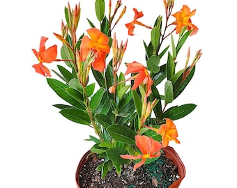 Orange Dipladenia Live Plant, Coral Orange Flowering Tropical Bush, 3 Gallon Patio Plant, Outdoor Container Flower Plant, Tropical Garden
