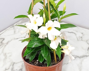 Live Mandevilla Plant Trellis White Giant - Flowering Plant Live - Overall Height 36" - Tropical Plants of Florida