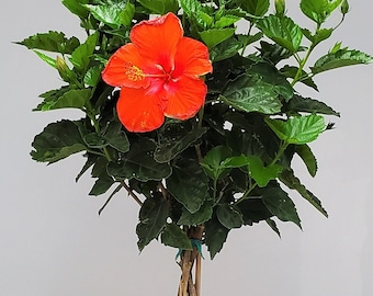 Red Braided Hibiscus Tree Plant - Flowering Tree Plant Live - Overall Height 38" to 44" - Tropical Plants of Florida