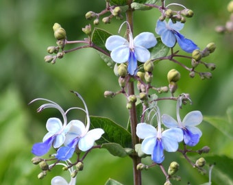 May include: A close-up of a plant with blue and white flowers. The flowers have five petals and are clustered together on the stem. The plant has green leaves and is growing in a garden.