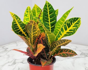 Croton Petra Plant - Live Plants Free Shipping - Variegated Plant - House Plants - Indoor Plants Live - Overall Height 12" to 16" - 1 Gallon