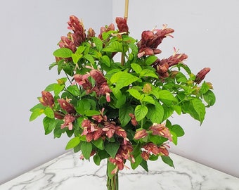 Red Shrimp Plant Braided Flower Tree - Live Plants - Exotic Plants - Overall Height 36" to 42" - Tropical Plants of Florida