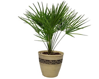 European Fan Palm with Resin Pot - Live Palm Tree - Outdoor Plant Kit - Overall Height 30" to 36" - Tropical Plants