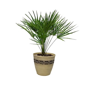 European Fan Palm with Resin Pot - Live Palm Tree - Outdoor Plant Kit - Overall Height 30&quot; to 36&quot; - Tropical Plants