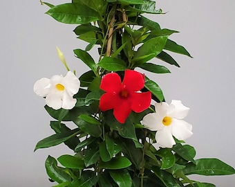 Mandevilla Plant - Mixed Red and White Giant - Live Flowering Plant - Trellis - Overall Height 36" - Tropical Plants