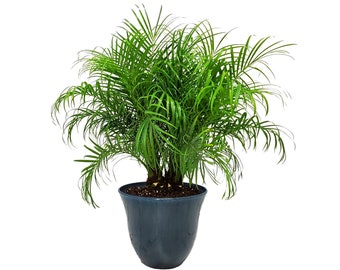 Roebellenii Palm Tree Plant with Pot and Soil - Tropical Palm Tree Kit - Overall Height 30" to 36" - Live Plant Outdoor