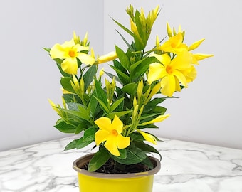 Yellow Dipladenia Bush Plant - Live Flowering Plant - Overall Height 12" to 16" - 1 Gallon - Tropical Plants of Florida