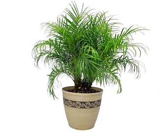 Roebellenii Palm Tree Plant with Pot - Houseplant Kit - Overall Height 30" to 36" - Live Plant Outdoor - Tropical Plants