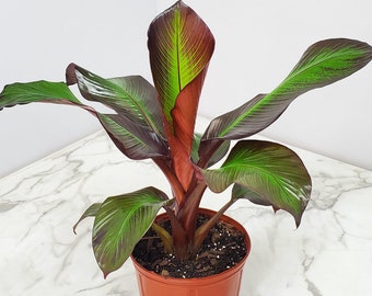 Live Banana Plant Ensete Maurellii - Banana Tree Live - Tropical Foliage - 34" to 40" Overall Height - Tropical Plants of Florida