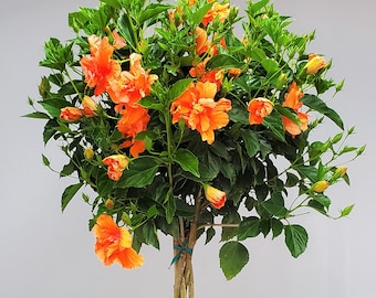 Double Peach Braided Hibiscus Tree Plant Live  - Overall Height 38" to 44" - Tropical Plants of Florida