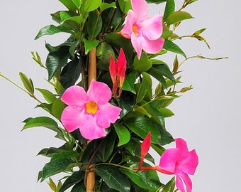 Live Dipladenia Plant Pink - Tropical Flowering Plant Large - Trellis - Overall Height 36" - Tropical Plants of Florida