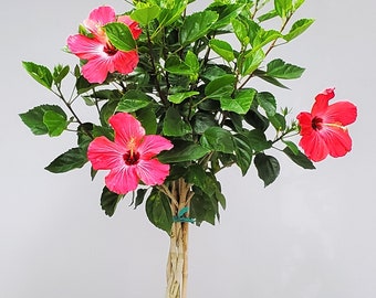 Pink Braided Hibiscus Tree - Overall Height 38" to 44" - Tropical Plants of Florida