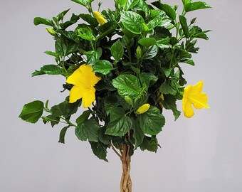 Braided Yellow Hibiscus Tree Plant - Flowering Tree Live Plant - Overall Height 38" to 44" - Tropical Plants of Florida