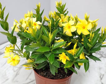 Dipladenia Bush Yellow Flowers - Flower Plant Large - Live Plant - Overall Height 22" to 26" - Tropical Plants of Florida